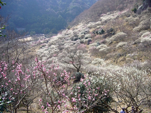 湯河原梅林（幕山公園内）